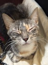 Butterscotch - Photo 2