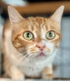 Gingeroo - Photo 1