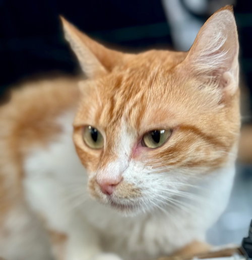 GINGEROO - Domestic Short Hair available for adoption