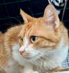 Gingeroo - Photo 3