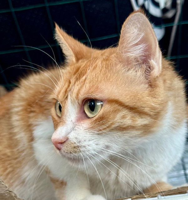 Gingeroo