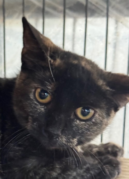 NUTELLA - Domestic Short Hair available for adoption