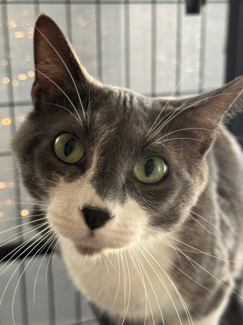 PAVLOVA “LOVEY” - Domestic Short Hair available for adoption