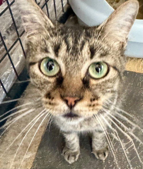 TRUFFLE - Domestic Short Hair available for adoption