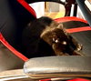 Vader - Photo 3