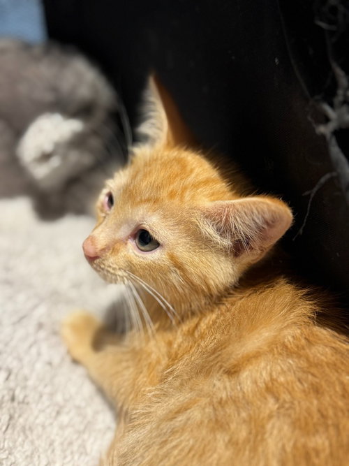 CAT-ILLAC - Maine Coon / Domestic Long Hair available for adoption