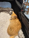 Cat-illac - Photo 2