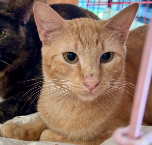 Cat-illac, an adoptable Domestic Short Hair in New Braunfels, TX