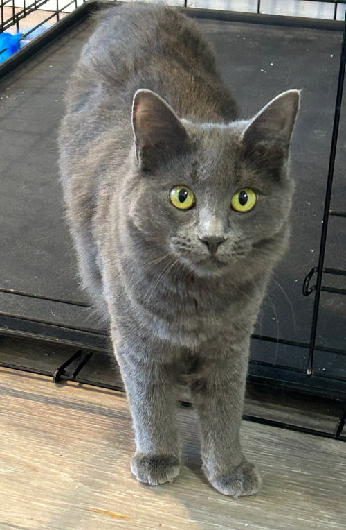 MISS "M - Nebelung / Bobtail available for adoption