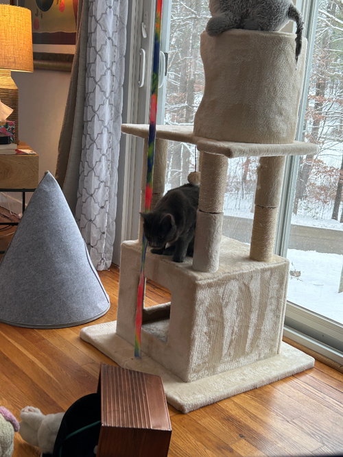 MISS "M - Nebelung / Bobtail available for adoption