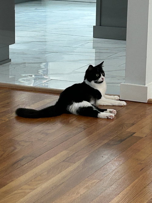 MISS "Q - Domestic Short Hair available for adoption