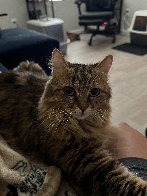 MOTLEY - Maine Coon / Domestic Long Hair available for adoption