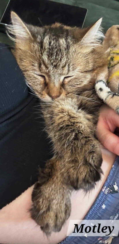 MOTLEY - Maine Coon / Domestic Long Hair available for adoption