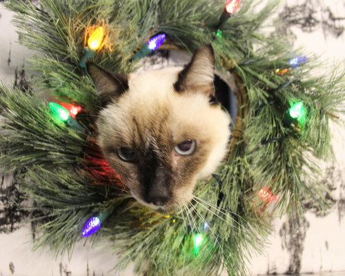MAGGIE K - Siamese available for adoption