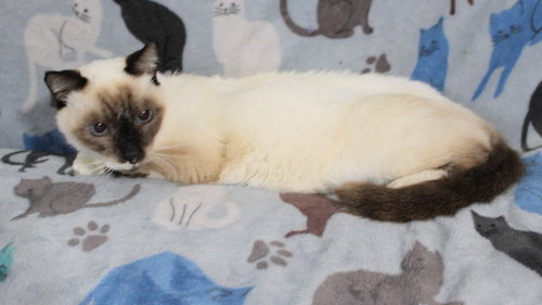 MAGGIE K - Siamese available for adoption