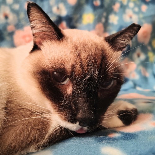 Maggie K, Senior Siamese / Mixed, cat for adoption in Austin, Texas