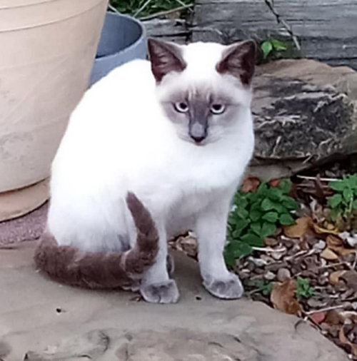 YAMI - Siamese available for adoption