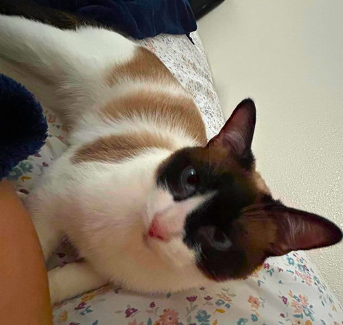 MISO - Siamese available for adoption