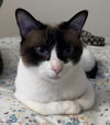Miso - Photo 2
