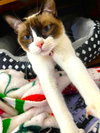 Miso - Photo 4