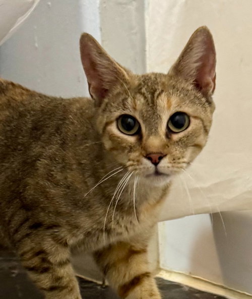 PEACHY PATCHES - Siamese / Domestic Short Hair available for adoption