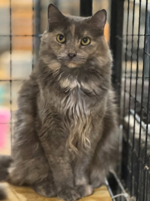 TIRAMISU - Maine Coon / Domestic Long Hair available for adoption