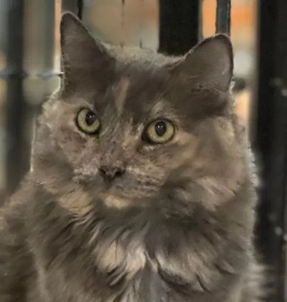 Tiramisu - Nebelung