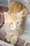 Cheddar - Photo 1