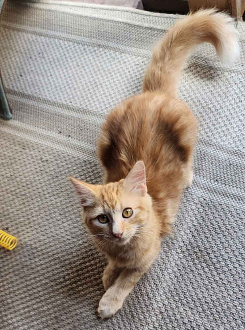 CHEDDAR - Domestic Medium Hair available for adoption