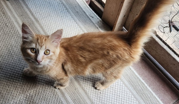 Cheddar