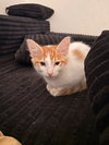 Honeydew - Photo 2