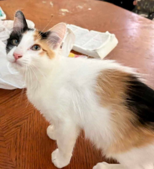 MALIBU - Domestic Medium Hair available for adoption