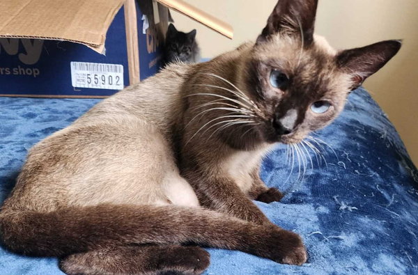 Kit-Kat