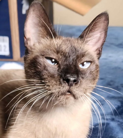 Kit-Kat "crossed-eyed