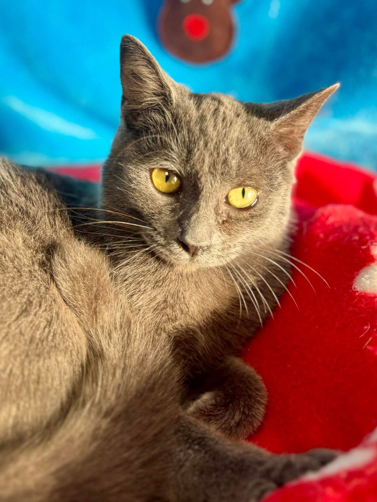 Pretty Girl Image