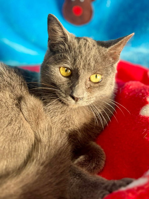 picture of the cat needing adoption