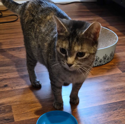 picture of the cat needing adoption