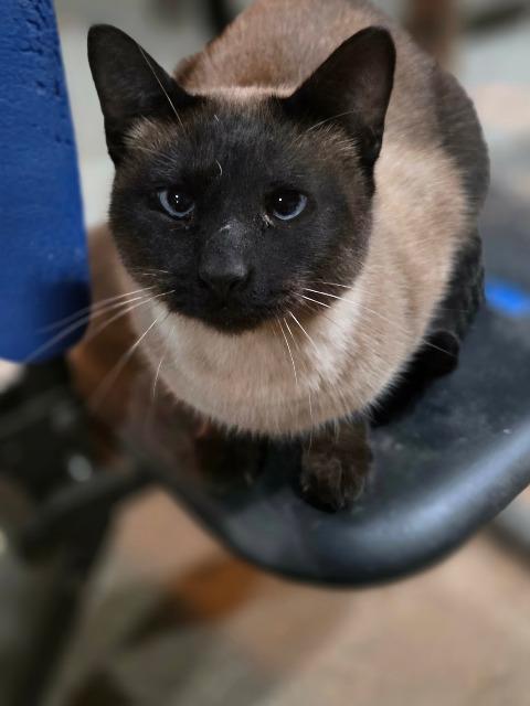 picture of the cat needing adoption