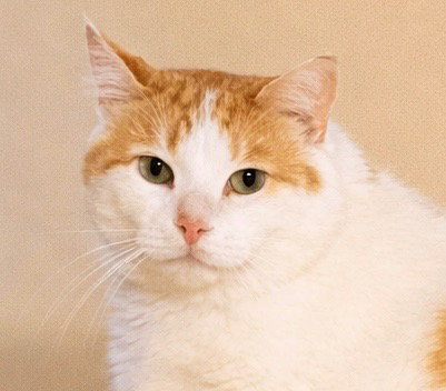Simon, Senior Domestic Short Hair / Mixed, cat for adoption in Austin, Texas