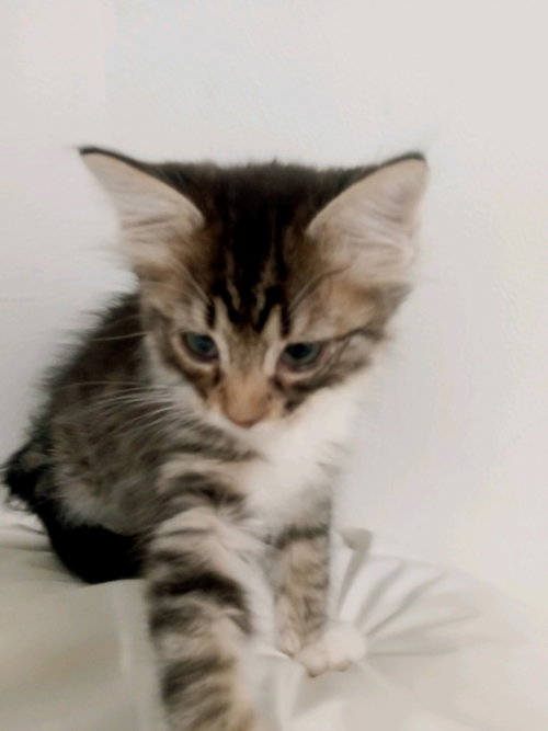 picture of the cat needing adoption