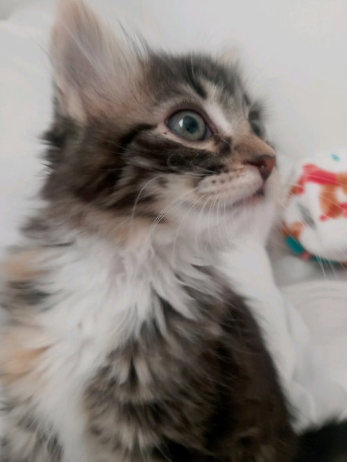 picture of the cat needing adoption