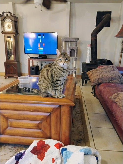 picture of the cat needing adoption