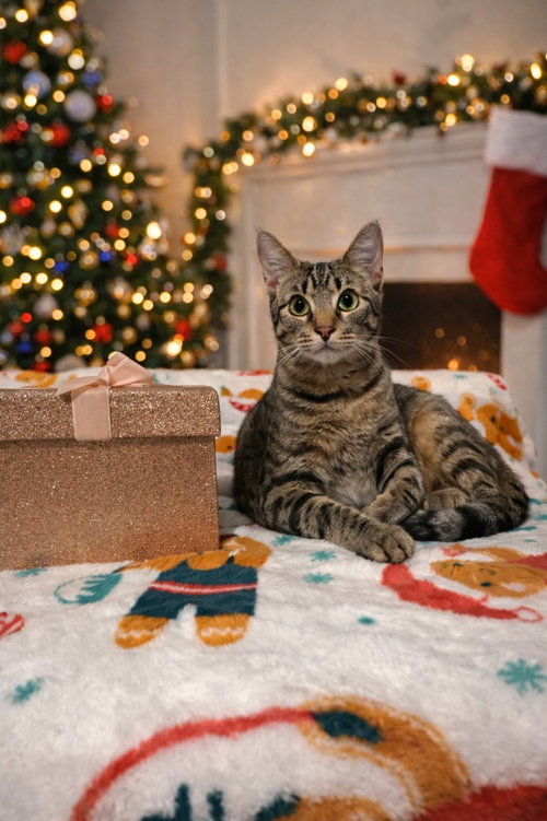 picture of the cat needing adoption
