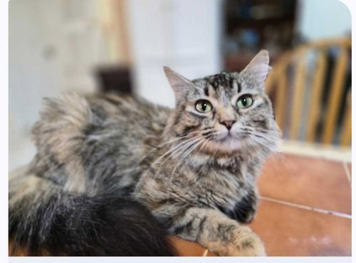 Mina, an adoptable Maine Coon in New Braunfels, TX