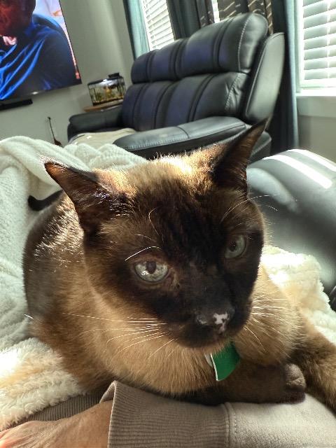picture of the cat needing adoption
