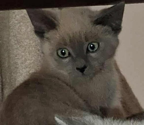 Button, Young Siamese, cat for adoption in Austin, Texas