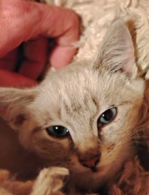 Rodeo, Baby Siamese / Mixed, cat for adoption in Austin, Texas