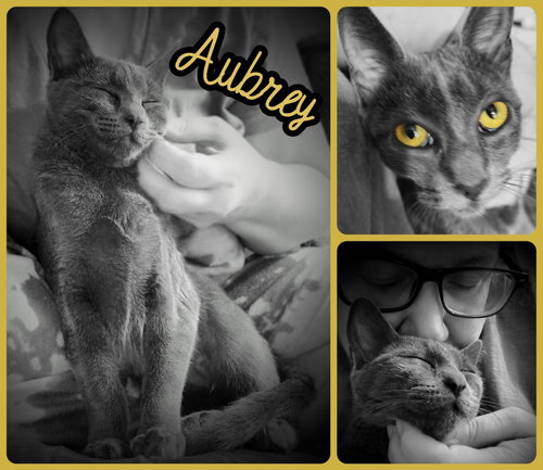Aubrey, an adoptable Korat in New Braunfels, TX