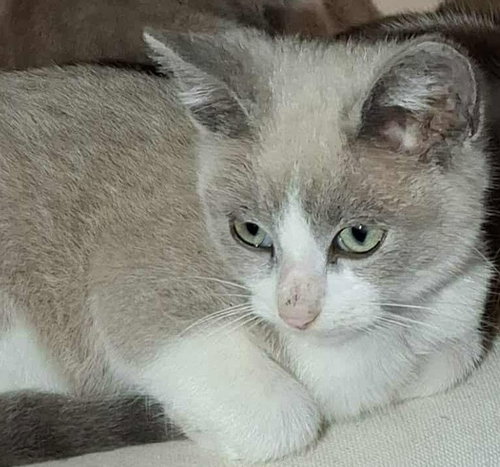Blossom, an adoptable Siamese in New Braunfels, TX