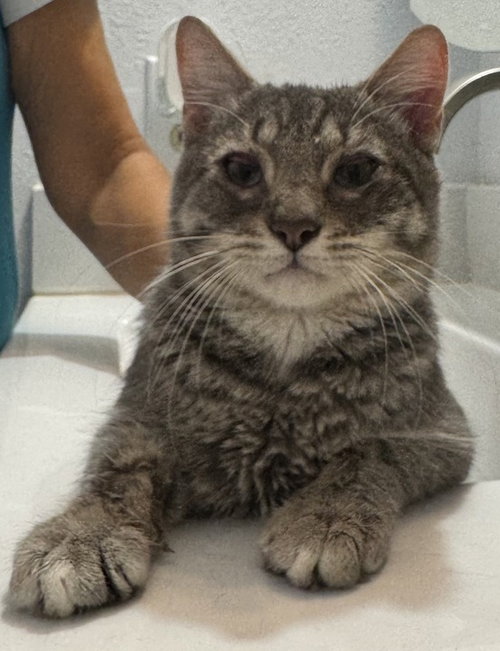 Boston, an adoptable Domestic Short Hair in New Braunfels, TX